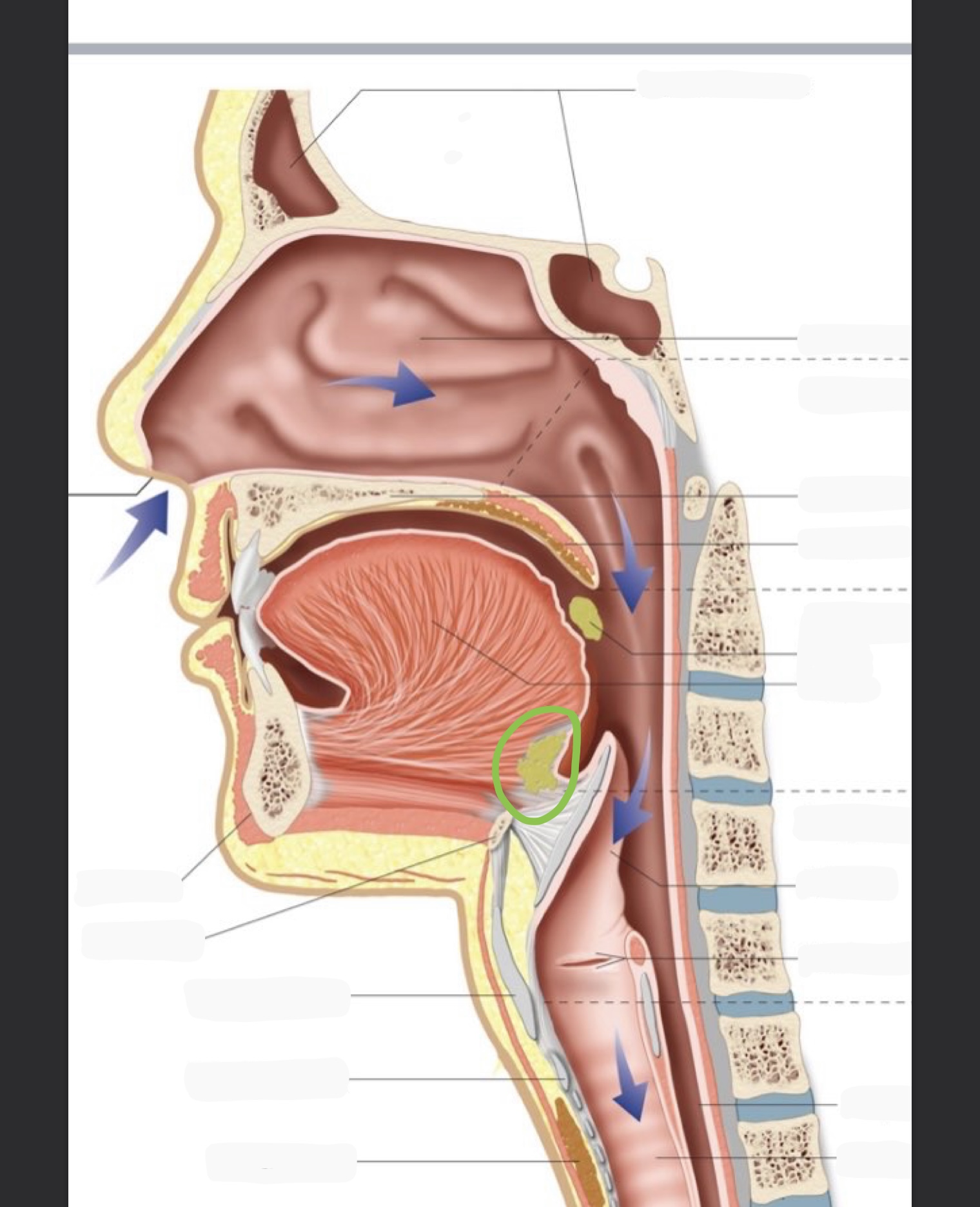 knowt flashcard image