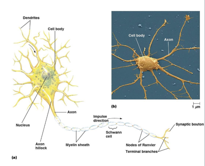 <p>a fatty, insulating layer that surrounds nerve axons, allowing electrical impulses to be transmitted quickly and efficiently down the nerve</p>