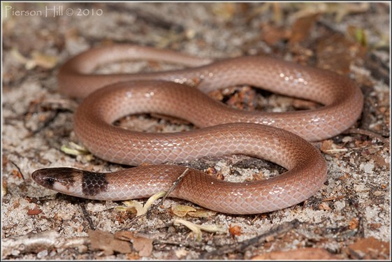 <p>loose soil, leaf-litter; center of GA; black head with a “saddle”; small; smooth scales; tan-reddish</p>