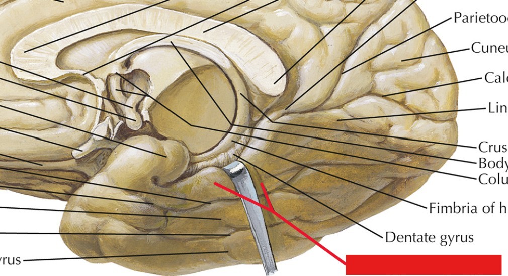 <p>Which part of the brain is:</p><ul><li><p>Under dentate gyrus</p></li></ul><p></p>