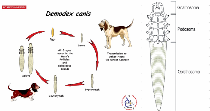<p><strong><em><u>Demodex canis</u></em></strong></p><ul><li><p>Order: Prostigmata</p></li><li><p>Family: Demodicidae</p></li><li><p>Burrowing mite</p></li></ul><p><span data-name="mag" data-type="emoji">🔍</span> Morphology</p><ul><li><p>Inhabits hair follicles, sebaceous glands, and ducts</p></li><li><p>Wide mouthparts</p></li><li><p>4 pairs of short legs</p></li><li><p>Species-specific (D. cati, D. bovis, D. equi, etc.)</p></li></ul><p><span data-name="dna" data-type="emoji">🧬</span> Life Cycle</p><ul><li><p class="text-primary-foreground">Oviparous</p></li><li><p class="text-primary-foreground">Hemimetamorphus (incomplete metamorphosis)</p><ol><li><p>Eggs hatch into larva with 3 pairs of legs</p></li><li><p>2 nymph molts - 4 pairs of legs</p></li><li><p>Adult</p></li></ol></li></ul><p><span data-name="stethoscope" data-type="emoji">🩺</span> Clinical Signs (CS)</p><ul><li><p>Localized: eye, nose, ears - do not itch</p></li><li><p>Generalized: starts at head and forelimbs, spreads to kidneys and trunk; alopecia &amp; thickening of skin</p></li><li><p>Pododmodicosis: foot in dogs; alopecia due to bacterial infection; destroys hair follicles</p></li></ul><p><span data-name="microscope" data-type="emoji">🔬</span> Diagnosis</p><ul><li><p>Skin scrapings</p></li></ul><p><span data-name="pill" data-type="emoji">💊</span> Treatment</p><ul><li><p>Ivermectin</p></li></ul><p></p>