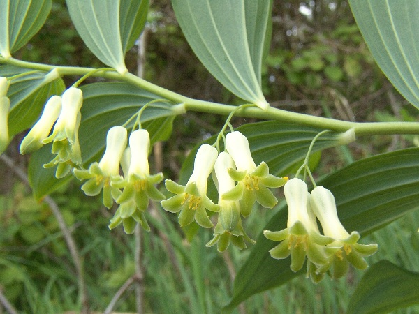 <p><em>Asparagaceae -</em> chřestovité <em>(Convallariaceae)</em></p><p><em>Polygonatum multiflorum -</em> kokořík mnohokvětý</p>