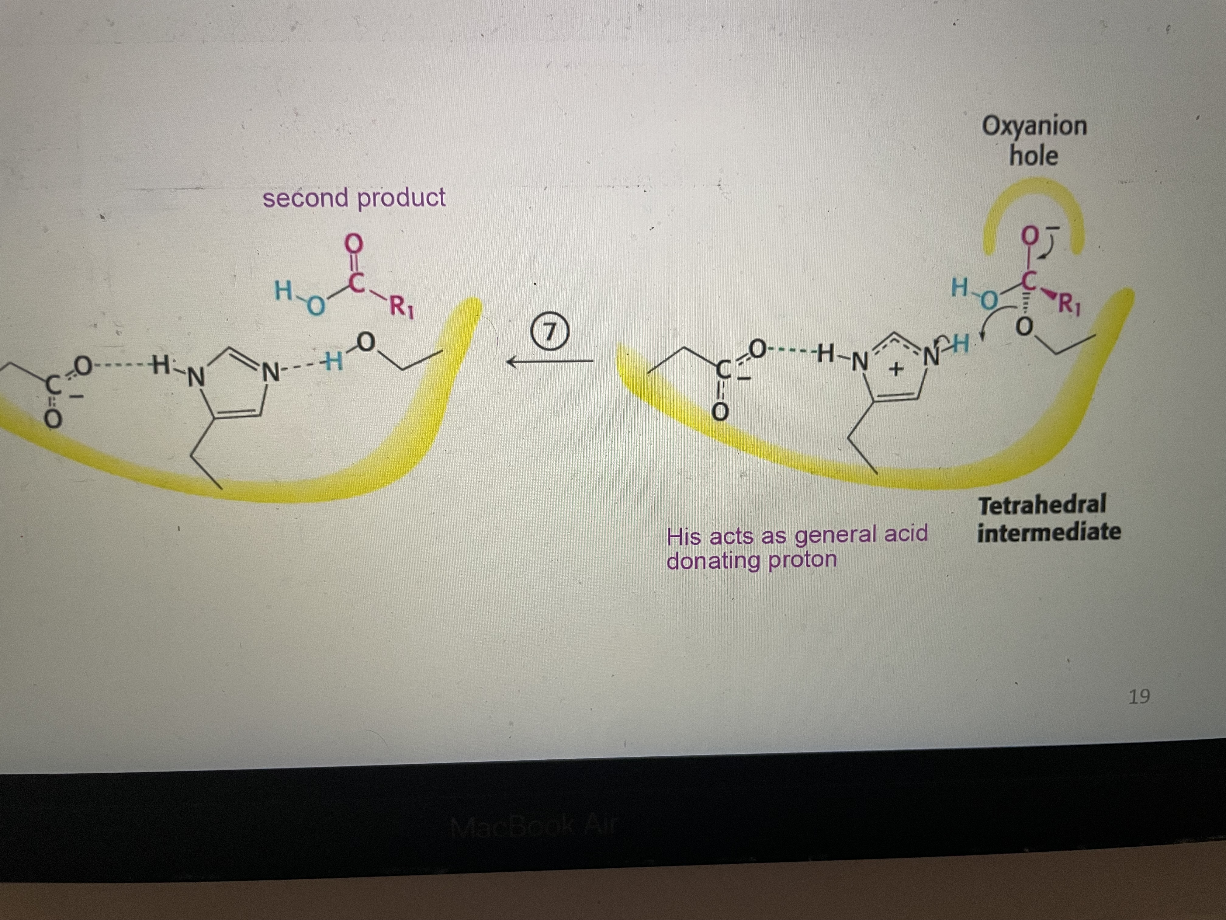<p>Seconds tetrahedral intermediate collapses. His acts as general acid. Second product (carboxyl component) is released and catalytic triad is reformed. </p>