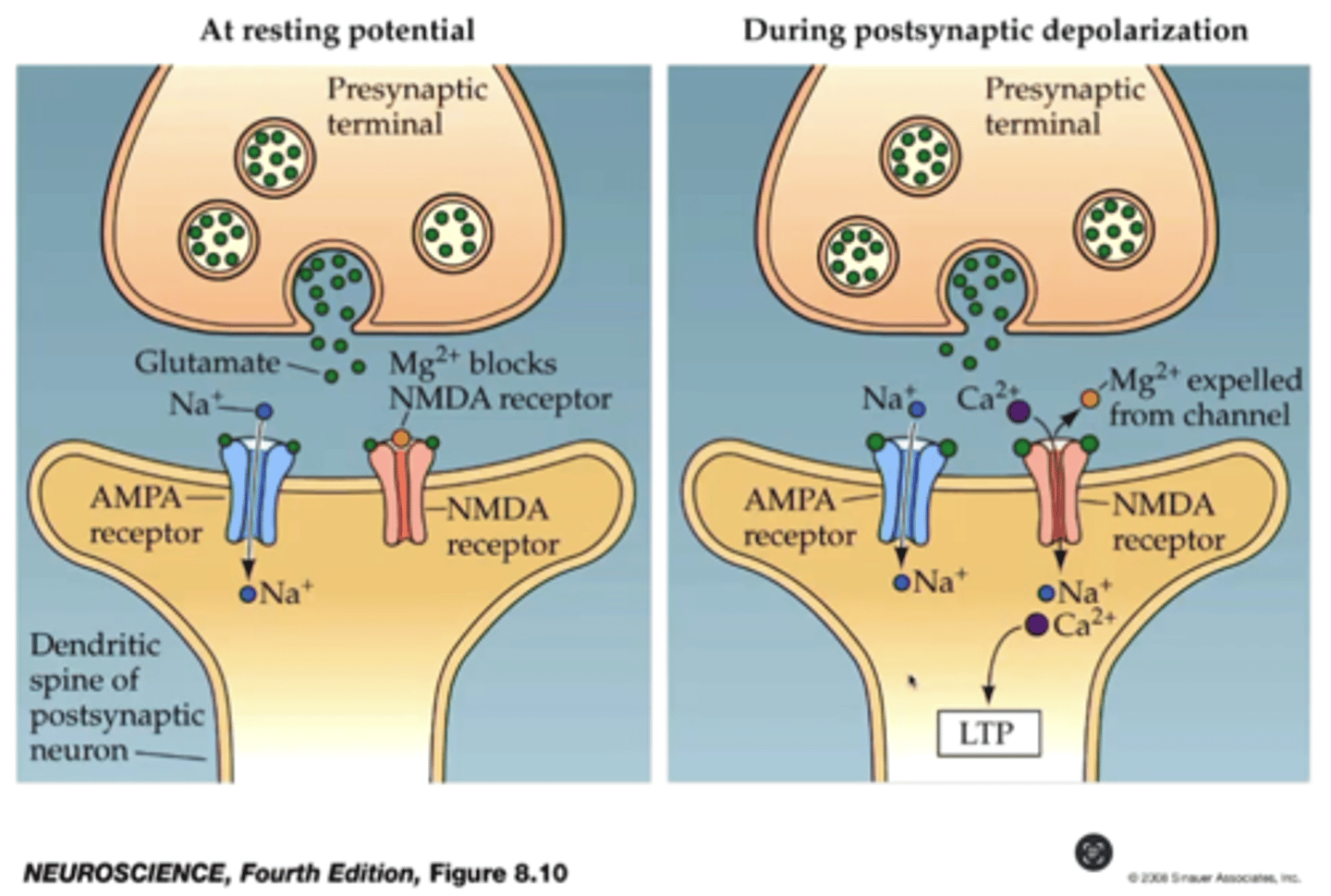 <p>-NMDA receptor is located at post synaptic terminal &amp; responds to GLU</p><p>-NMDA has a Mg2+ ion block</p><p>- Presynaptic AMPA receptors are activated --&gt; allows influx of Na+</p><p>- At sufficient depolarization Mg2+ block is lifted from NMDA Channels</p><p>- subsequent stimuli allows for Na+ and Ca2+ influx through NMDA</p><p>-Ca2+ is linked to induction of long-term enhancement of signaling at the spine (LTP)</p>