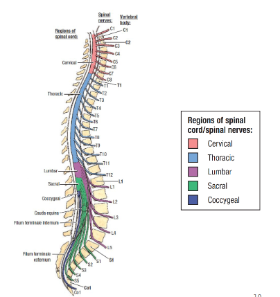 <p>Spinal Nerves</p>