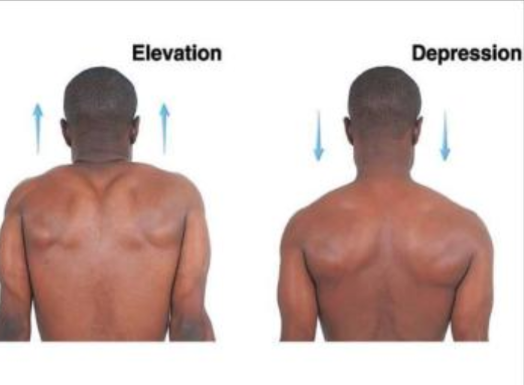 <p>Elevation: a movement moving in a superior (upwards) motion</p><p>Depression: a movement moving in an inferior (downwards) motion</p>