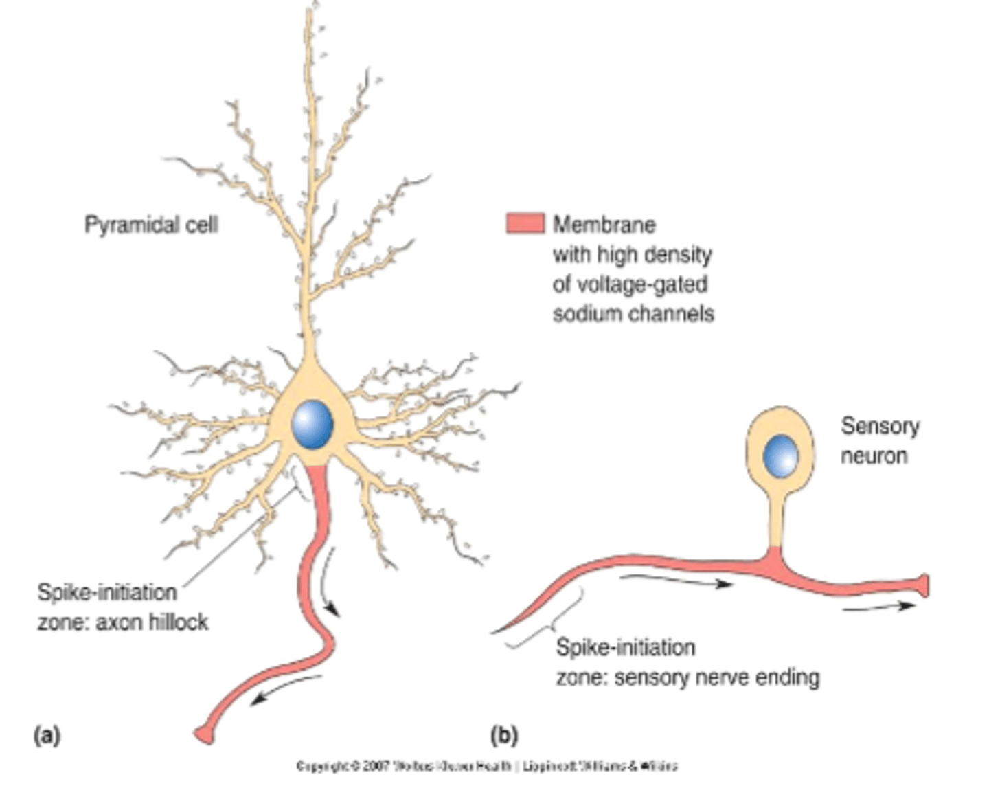 <p>spike-initiation zone</p><p>-&gt; sensory nerve endings or axon hillock</p>