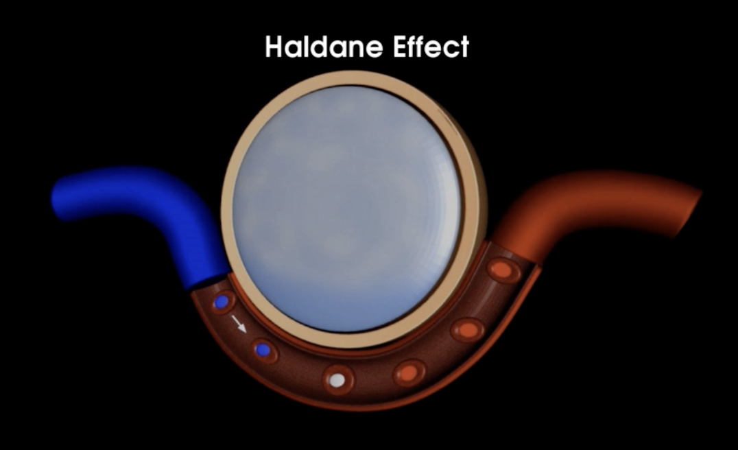 <p>What is the Haldane effect? </p>