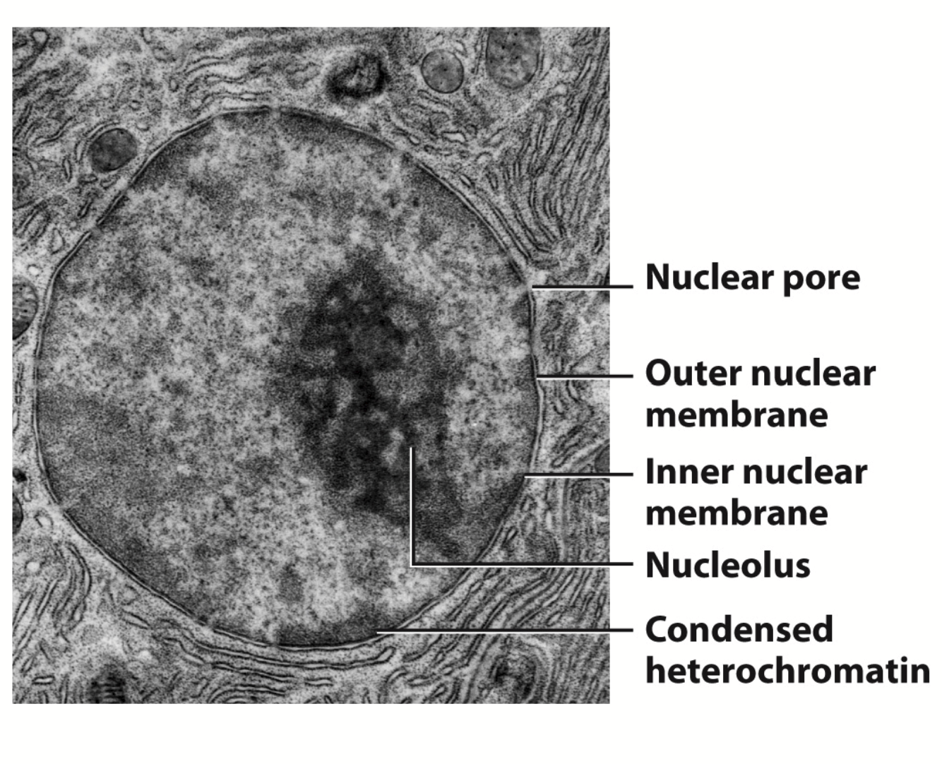 <p>Filled with chromatin composed of DNA and proteins. Site of mRNA and tRNA synthesis.</p><p><strong><u>Function:</u></strong></p><ol><li><p><strong>Storage, replication, and repair of genetic material </strong>(contains DNA repair machinery) <strong>- very efficient level of compacting</strong></p><ol><li><p>Stage 1: DNA duplex 2 nm in diameter, nucleosome fiber 10 nm in diameter</p></li><li><p>Stage 2: chromatin fiber 30 nm in diameter</p></li><li><p>Stage 3: coiled chromatin fiber 300 nm in diameter</p></li><li><p>Stage 4: coild coil 700 nm in diameter, condensed chromatid 1400 nm in diameter</p></li></ol><p><strong>Expression of genetic material</strong></p><ol><li><p>Transcription: mRNA, tRNA, rRNA → promotor region = contrl of transcription</p></li><li><p>RNA splicing → occurs before nuclear export of mRNAs</p></li></ol></li><li><p><strong>Ribosome biosynthesis</strong> → noncoding RNAs do not encode proteins and include tRNA and rRNA; theese RNAs are transcribed from DNA found in the nucleus</p></li></ol><p><strong><u>Structure:</u></strong></p><p><strong>Nuclear Envelope</strong></p><ul><li><p>Nuclear membrane (inner + outer)</p></li><li><p>Nuclear pores (small gaps; allow protein to go in and out of membrane)</p></li><li><p>Nuclear lamina (continuous structure, goes all the way to the rough ER)</p></li></ul><p><strong>Nuclear content</strong></p><ul><li><p>Chromatin, nucleoplasm, nucleolus</p></li></ul>