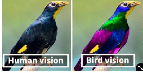<p><span>chickens have 4 opsins and can see UV (mutation on SWS1 gene)</span></p>