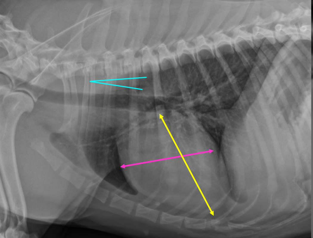 <p>-3 IC spaces wide</p><p>-heart angled cr.dorsal, 2/3 DV diameter</p><p>-trachea deviates from spine</p>