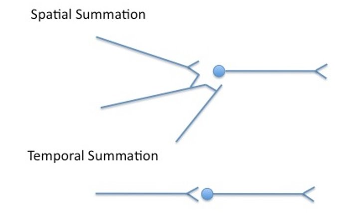 <p>combination of graded potentials across the neuronal cell membrane caused by signals from separate presynaptic elements that add up to initiate an action potential</p><ul><li><p>related to the activity of multiple inputs to a neuron at the same time but in different locations</p></li><li><p>multiple presynaptic neurons provide action potentials to a single neuron</p></li></ul><p></p>