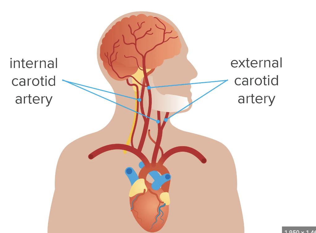 <p>neck artery </p>