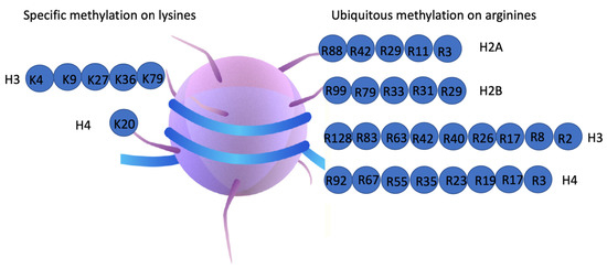<p>Lysine and arginine, which are positively charged and help interact with negatively charged DNA. </p>