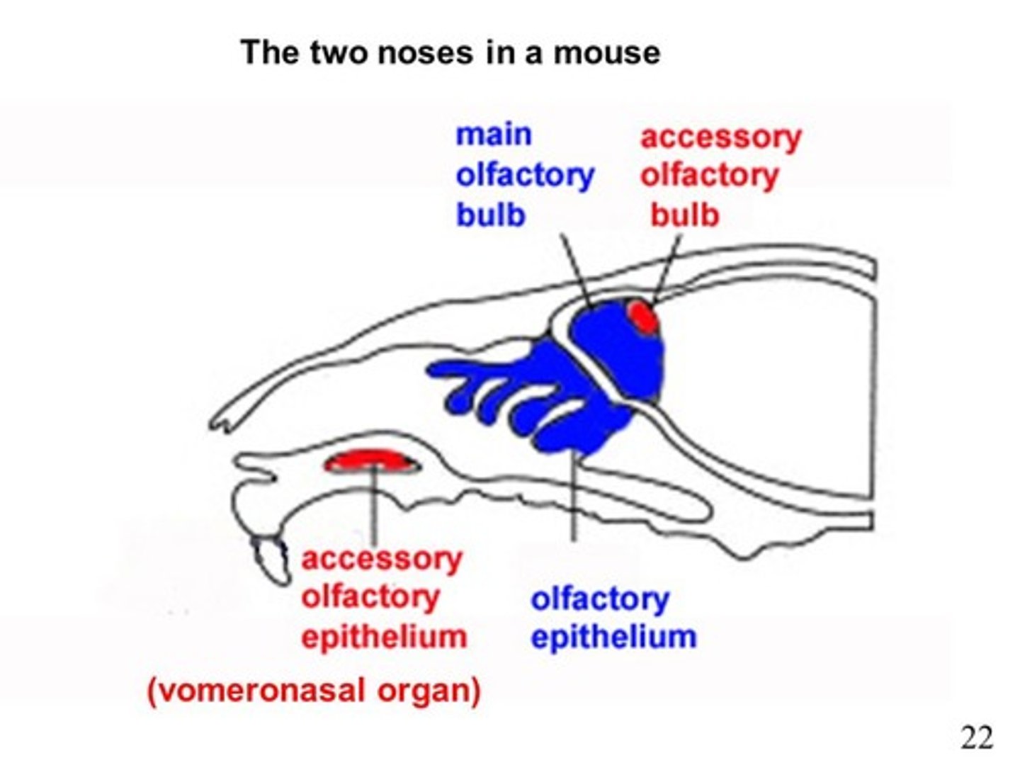 <p>(C) Accessory Olfactory Epithelium</p><p>The specialized part of the olfactory epithelium in animals is known as the Accessory Olfactory Epithelium, that sends projections to the accessory olfactory bulb which is then processed by the brain.</p>