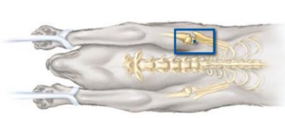 <p>which position?</p>