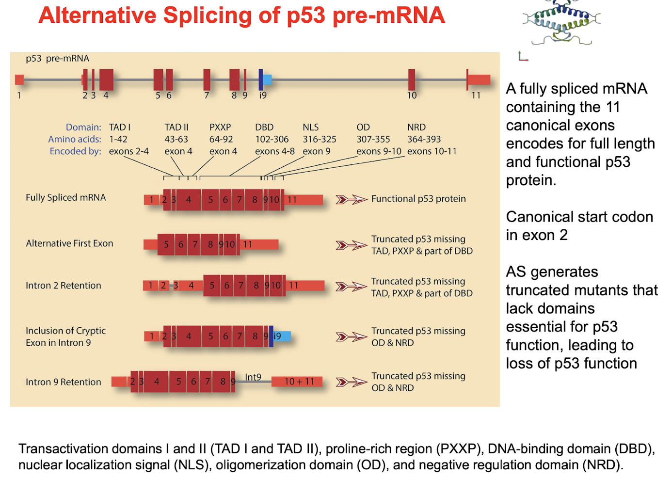 <ul><li><p><em>Normally,</em> <strong>A fully spliced mRNA containing the 11 canonical exons</strong> <span style="color: green;">encodes for full length and functional p53 protein.</span></p></li><li><p>Canonical start codon in exon 2</p></li><li><p><strong><u>AS generates truncated mutants that lack domains</u> </strong>essential for p53 function, <strong>e.g. by inclusion / retention of intron 9 </strong> <span style="color: red;">leads to loss of p53 function due to missing OD and NRD</span></p></li></ul><p></p>