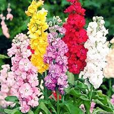 <p><img src="https://i.etsystatic.com/28691363/r/il/3925a0/3389620735/il_570xN.3389620735_n6k6.jpg" alt="Garden Stock white, Matthiola incana white, Brompton stock, gilly-flower ,  150 Seeds, Non GMO"></p>