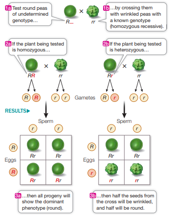 <p>involves breeding, or crossing, the unknown genotype with a known homozygous recessive genotype</p><p>used to to determine the genotype of organism exhibiting dominant trait (either homo or heterozygous)</p>