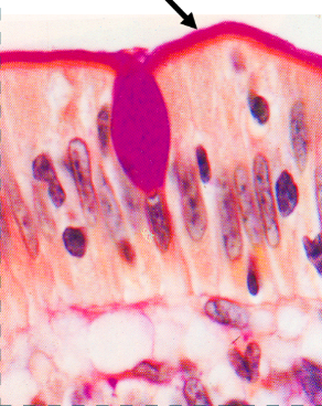 <p>What part of the cell is this? What is its function?</p>