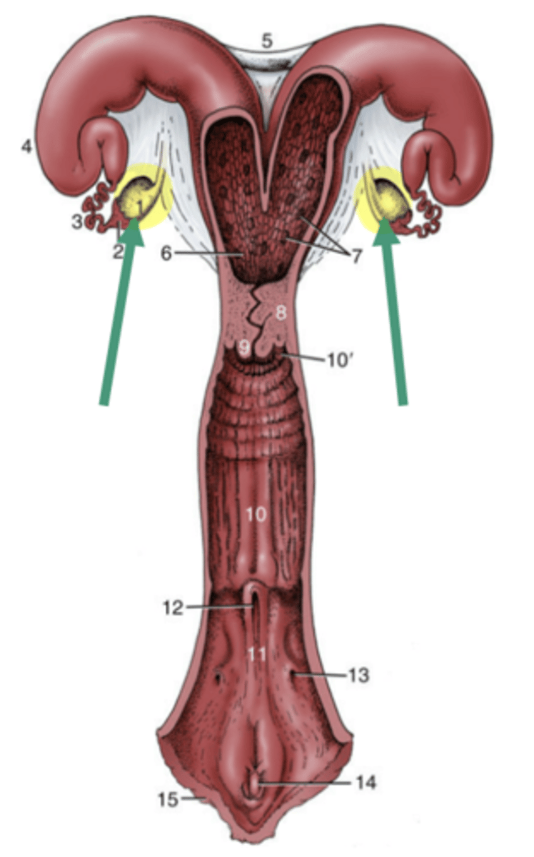 <p>- paired female gonads</p><p>- only one functional ovary in mature bird</p><p>- organ where gametes (oocytes) are produced</p><p>-where significant sex hormones are produced and released (endocrine function)</p>