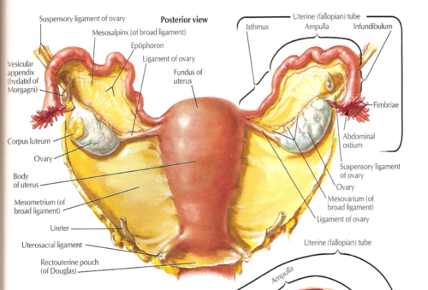 <p>-contain sensory fibers that contribute to menstrual discomfort</p><p>-lower portion</p><p>-gives us back pain</p>