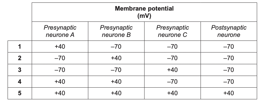 The table below shows the membrane potentials of different neurones at a cholinergic synapse. The data were recorded on five separate occasions, as shown in the five rows.

What explains this data