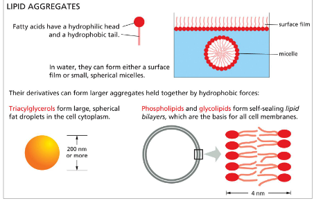 <p>based on <strong>chemical properties</strong> of fatty acids are critical in biology</p><ul><li><p>in water fatty acids can form either a surface film or small, spherical micelles → their derivatives can form larger aggregates held together by <strong>hydrophobic forces</strong></p></li><li><p>triacylglycerols form large spherical fat droplets in the cell cytoplasm</p></li><li><p>phospholipids and glycolipids form self-sealing <strong>lipid bilayers</strong> → basis for all cell membranes </p></li></ul><p></p>