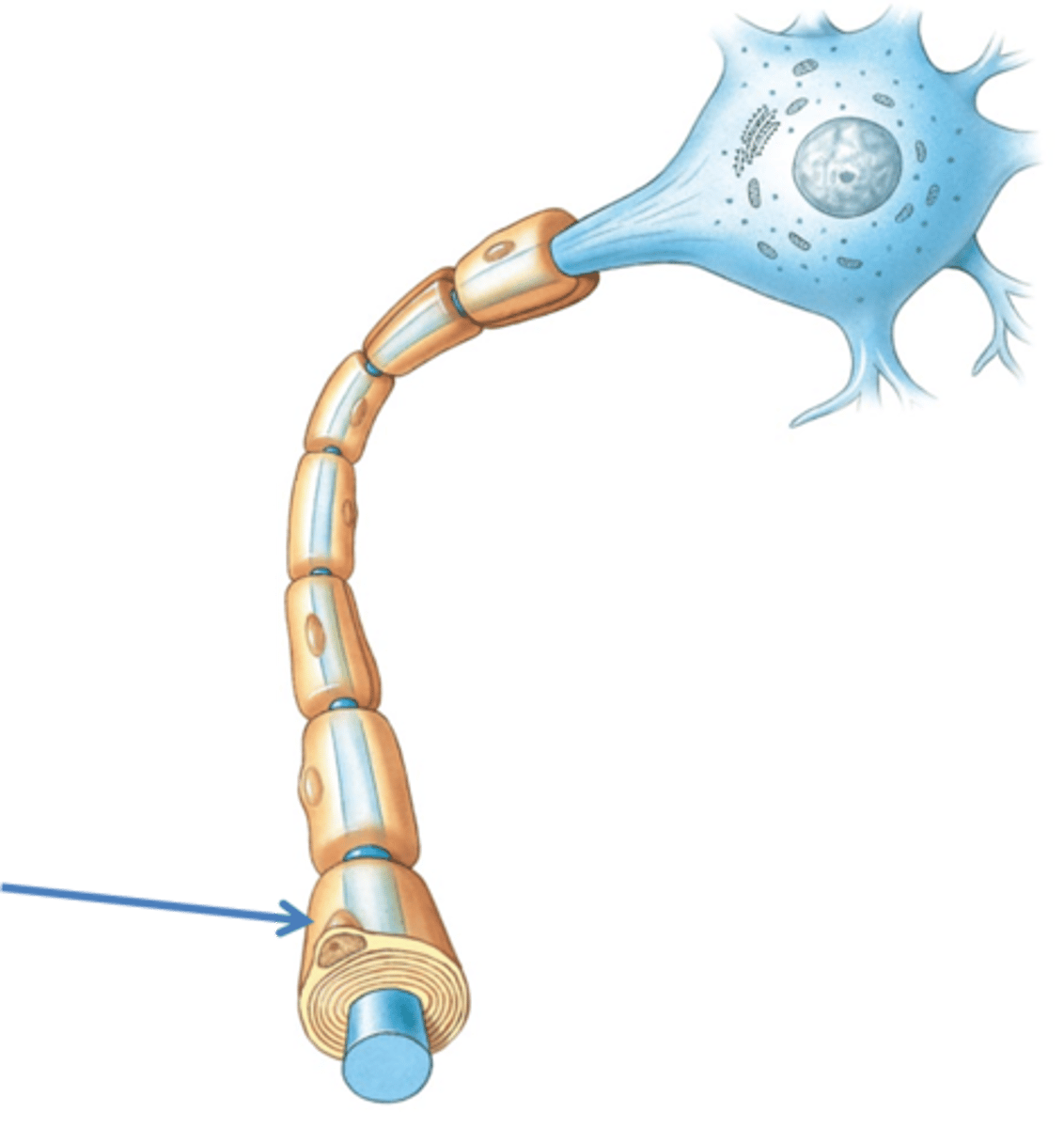 <p>- Also called <em>neurolemmocytes</em></p><p>- Surround nerve fibers and form myelin sheath in the PNS</p><p>- Vital for peripheral nerve fiber <strong>regeneration</strong></p>
