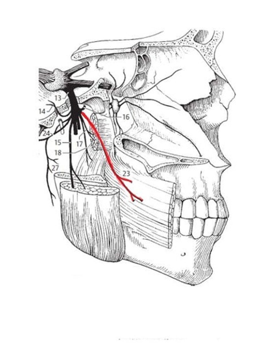 knowt flashcard image