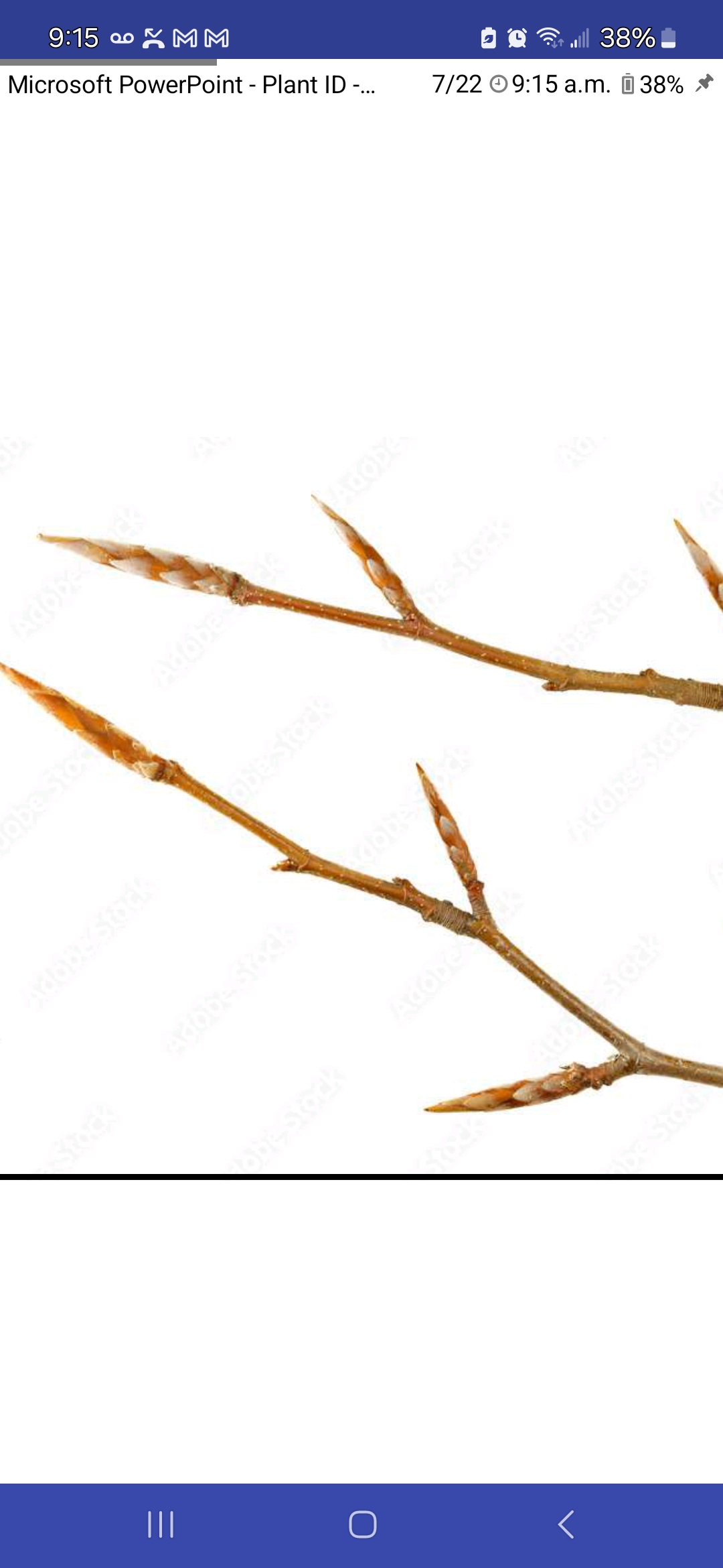 <p>Fagus sylvatica, Fagaceae</p>