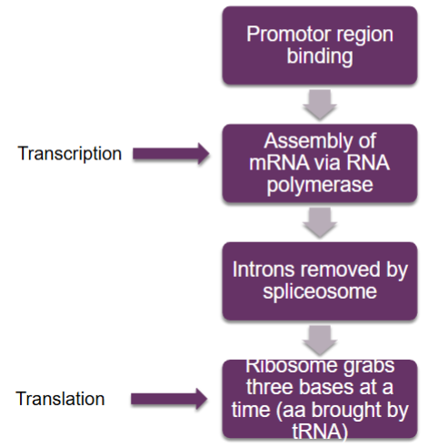<p>promoter region binding→ assembly of mRNA via RNA polymerase(transcription)→ introns removed by spliceosome→ ribosome grabs three bases at a time (aa brought by tRNA) (translation)</p>