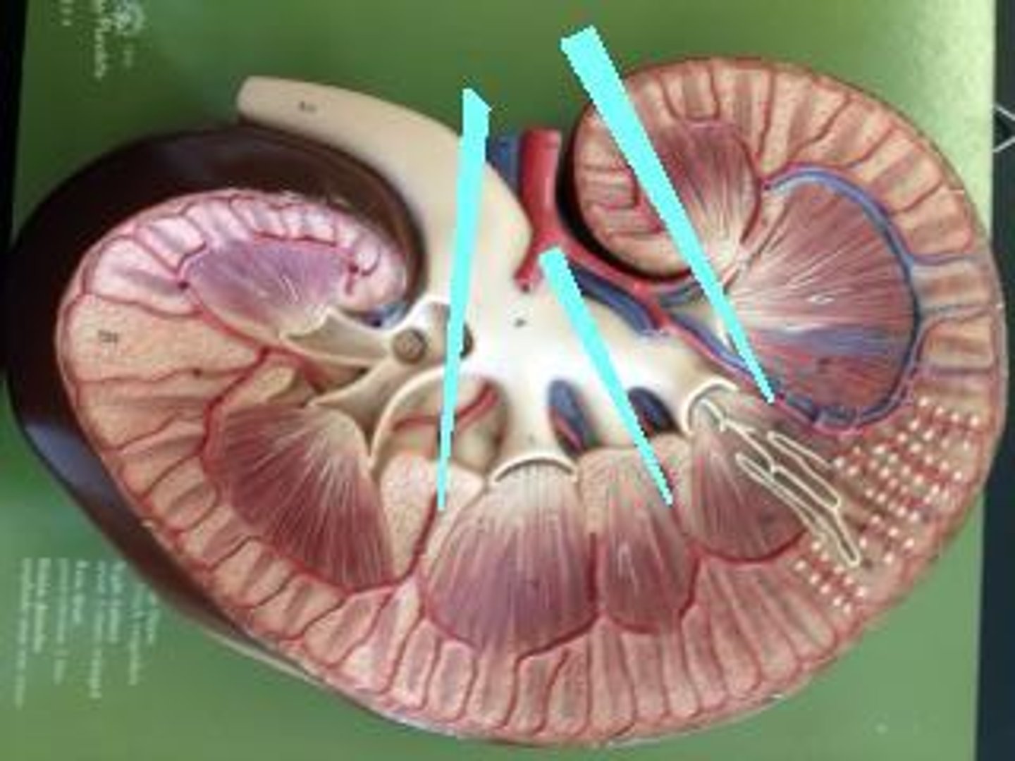 <p>oxygenated blood vessels that travel through renal columns</p>