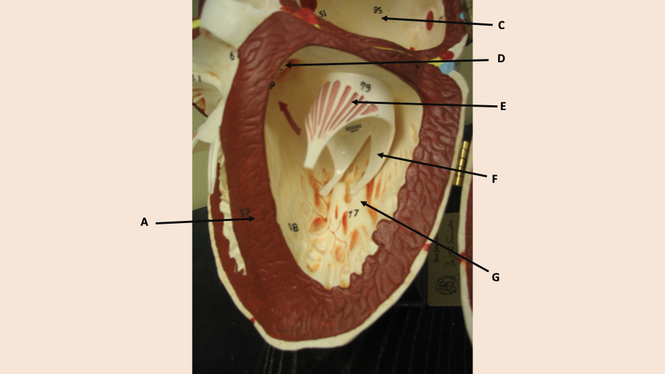 <p>what is C</p>