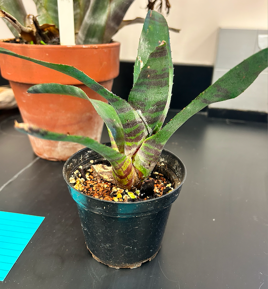 <p><span style="background-color: transparent;"><span>Order? Family?&nbsp;</span></span></p>