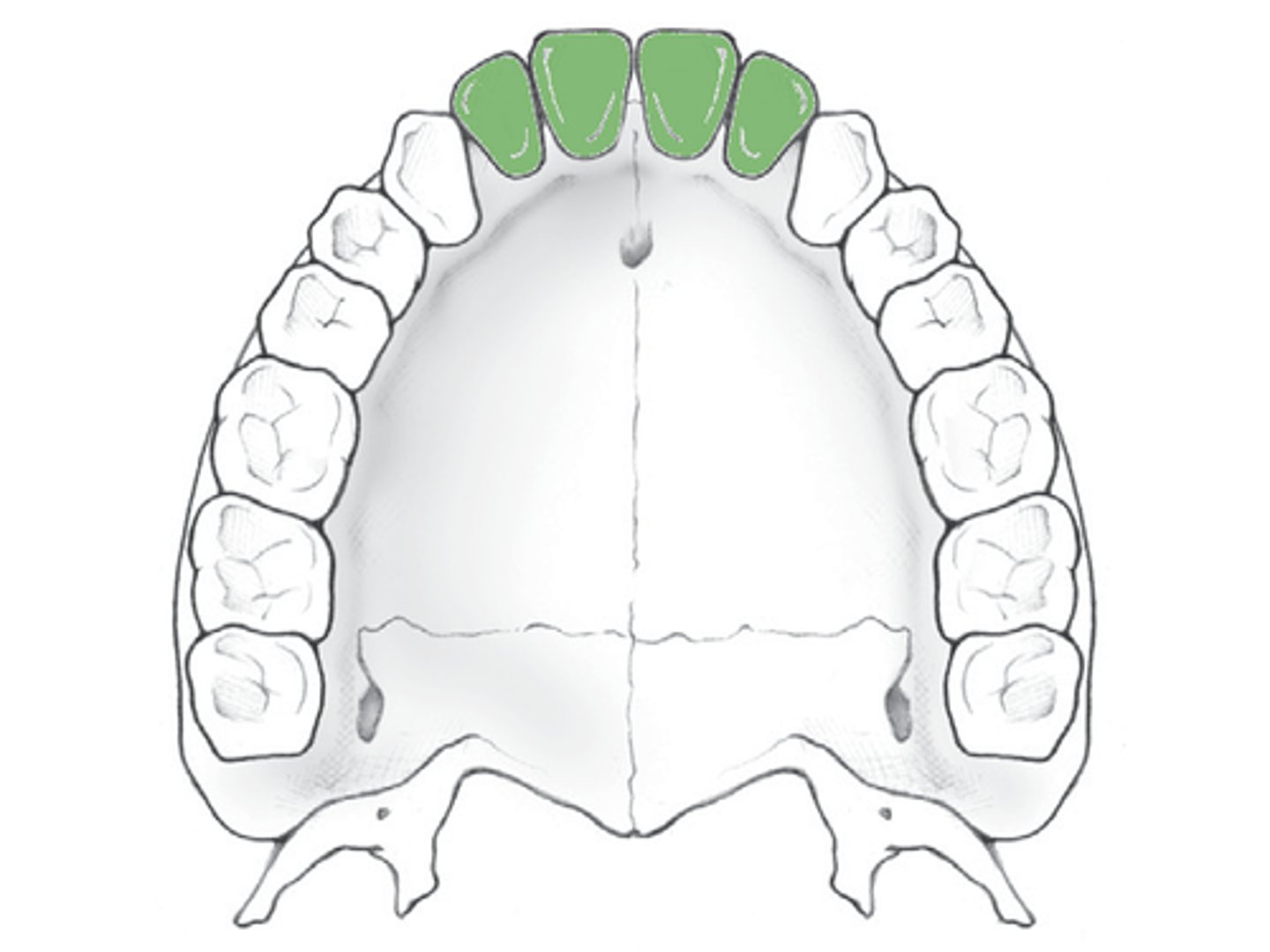 <p>incisors</p>