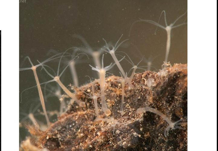 <p>Identify the pictured organism</p>