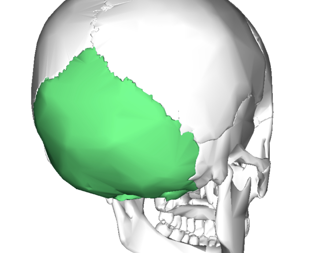 <p>Occipital bone</p>