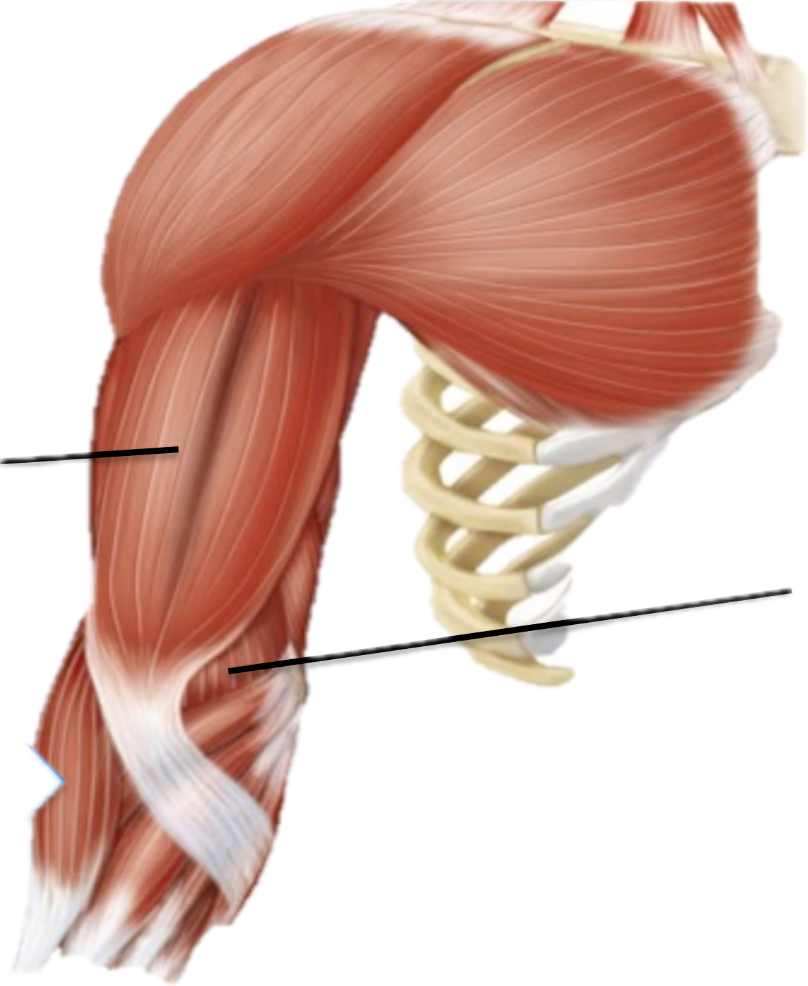 <p>What is the muscle that the arrow is pointing to?</p>