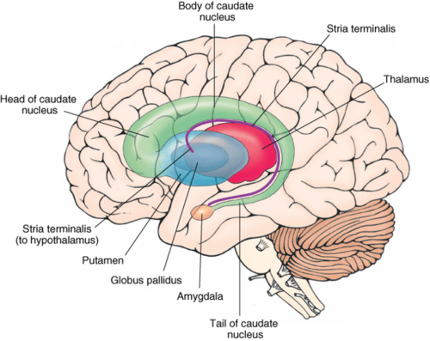 <p>basal ganglia</p>