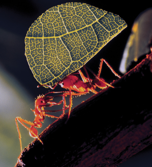 Leafcutter ants perform a complex ballet of cooperative behaviors: