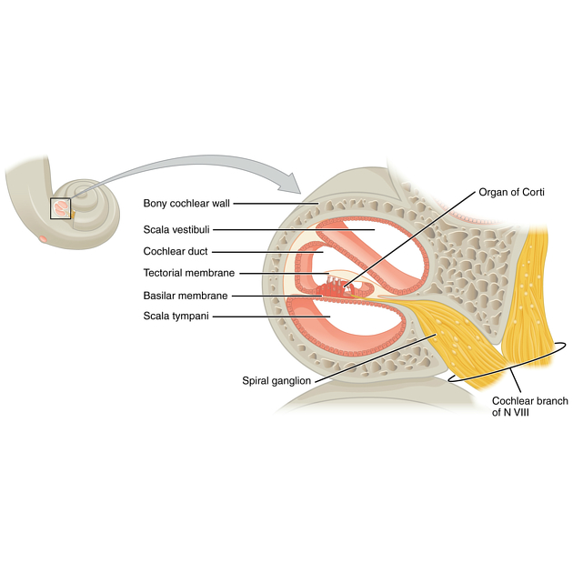 <p>A fluid-filled chamber within the cochlea of the inner ear.</p><p>The middle section of the cochlea, a spiral-shaped structure in the inner ear responsible for hearing. </p><p>Responsible for sound processing and transmission</p>