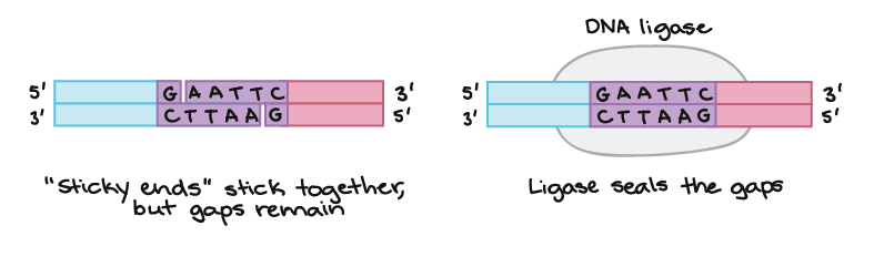 <p>It will glue the two fragments of DNA (one from host and donor) together at the ‘sticky ends’</p>