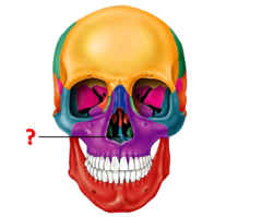 identify this bone.