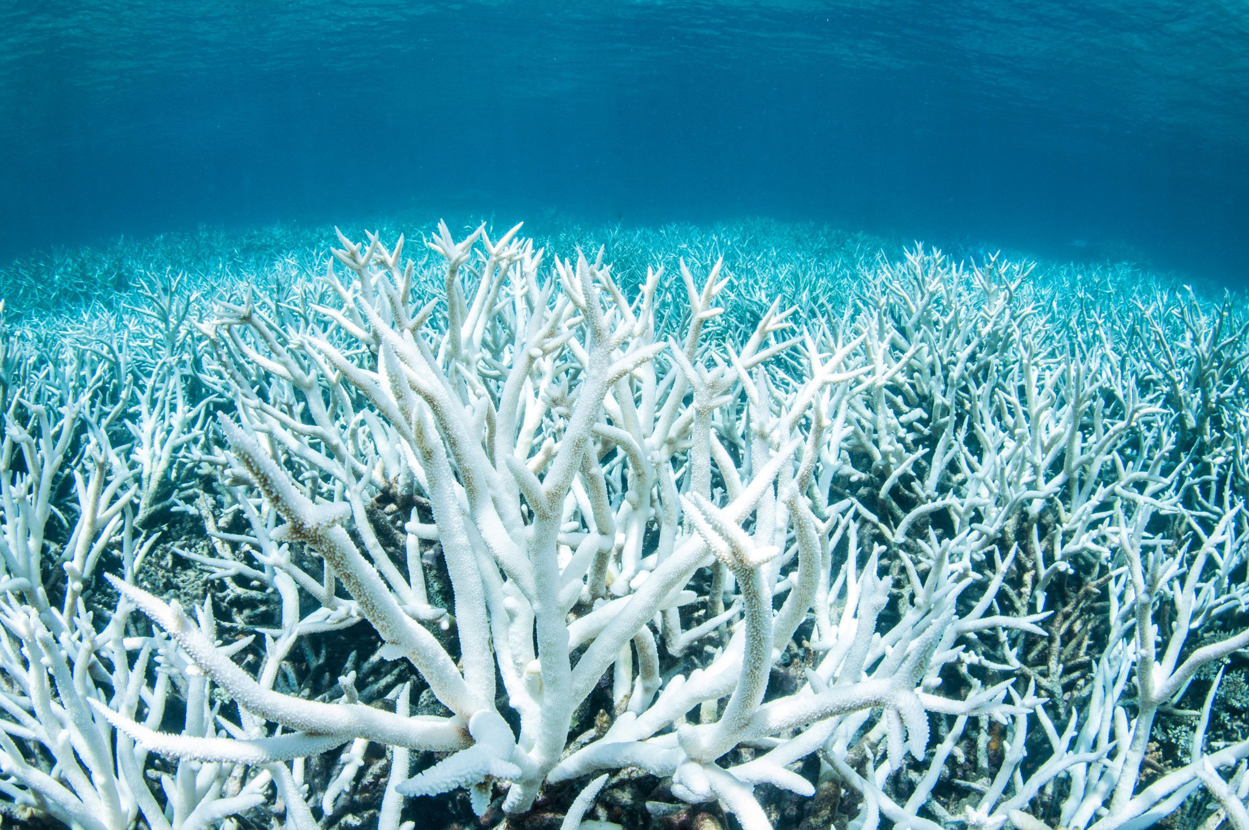 <p>caused by global warming</p><p>coral expels zooxanthellae, causing the coral to turn white</p><p>usually results in the death of the coral</p>