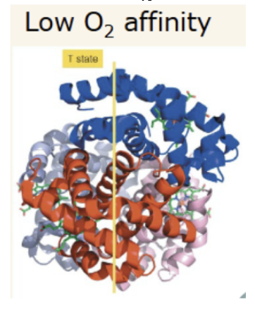 <p>tense state. Deoxygenated state. Has a less narrow central channel.</p>