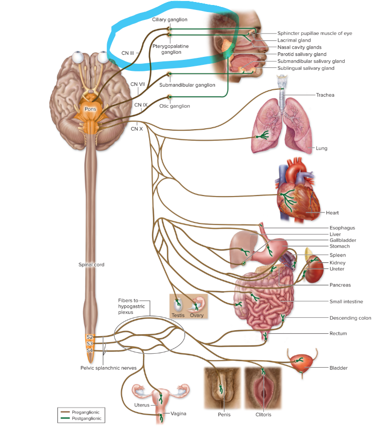 <ul><li><p>preganglionic neurons: <strong>midbrain</strong></p></li><li><p>autonomic ganglia: <strong>ciliary ganglion</strong></p></li><li><p>effectors: <strong>eye</strong>, pupils contricting</p></li></ul><p></p>