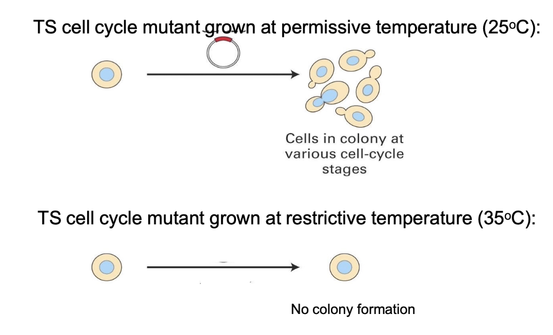 <ul><li><p>Technique to <strong>identify gene</strong> that rescues mutant phenotype</p></li><li><p>Wild-type gene introduced into mutant cells</p></li></ul><p></p><p><strong>Step 1: Start with a temperature-sensitive (TS) mutant</strong></p><ul><li><p>At <strong>25°C (permissive)</strong>: cells divide normally</p></li><li><p>At <strong>35°C (restrictive)</strong>: cells arrest in G1 due to a mutation in an <strong>unknown gene</strong></p></li></ul><p></p>