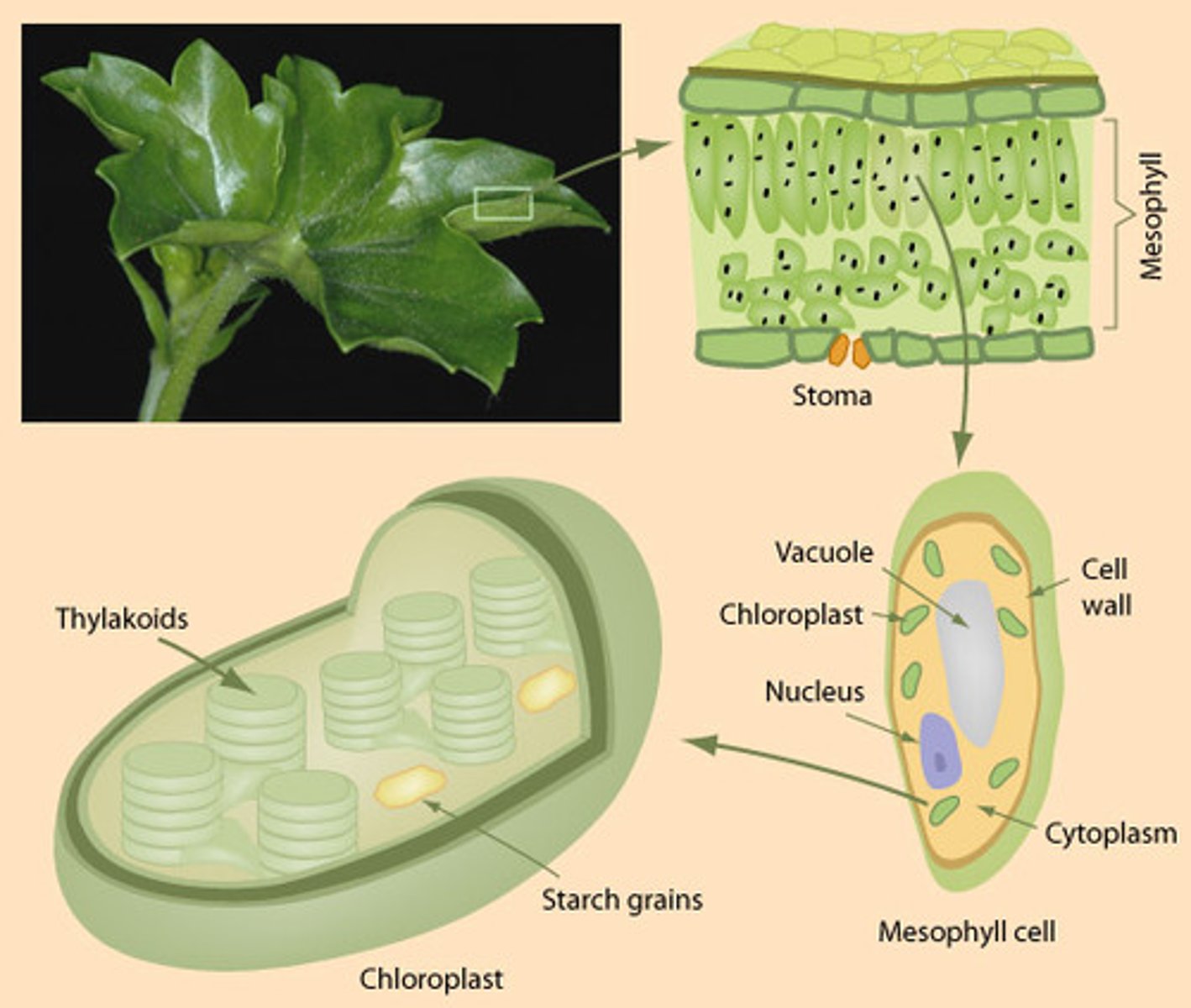 <p>absorbs red and blue light but reflects green. That's why when the sun hits the water only the chloroplasts are absorbed.</p>