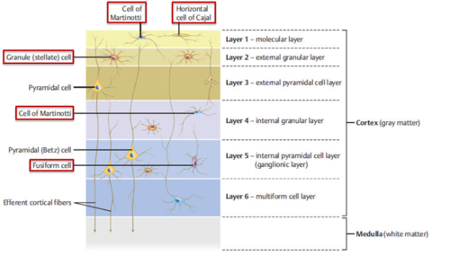 <p>false; all the non-pyramidal neurons of the cortex act as interneurons</p>
